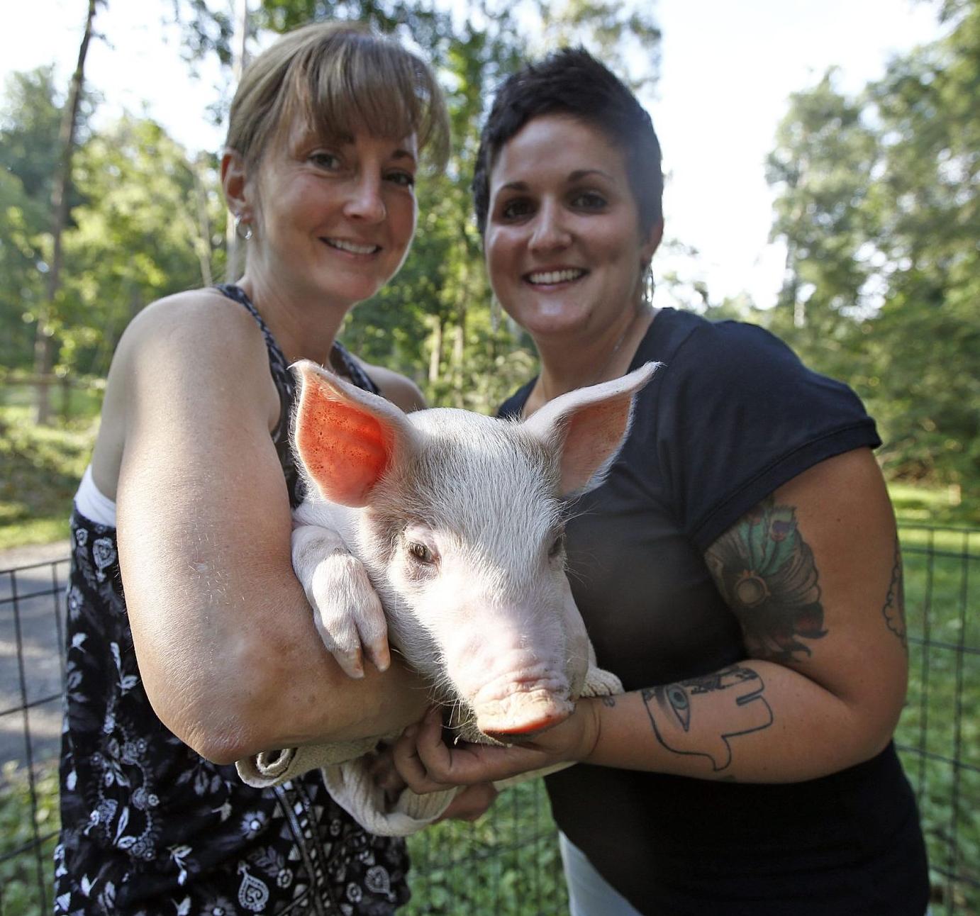 Enzo Runaway Piglet